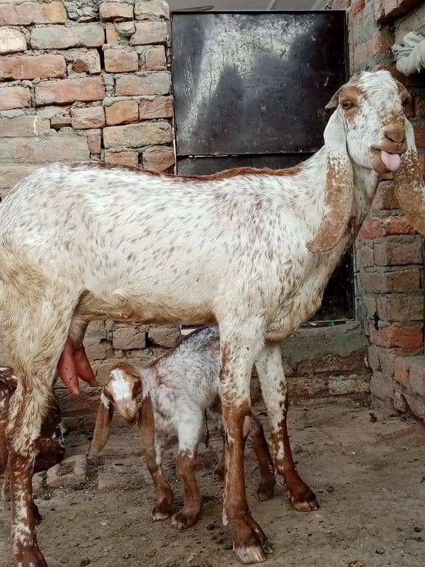 makhi chini goat looking for new shelter 1