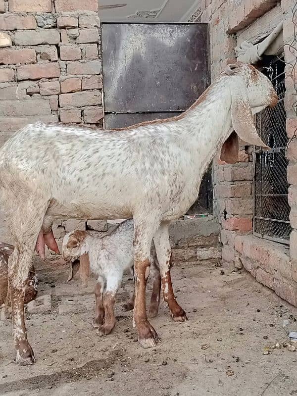 makhi chini goat looking for new shelter 2