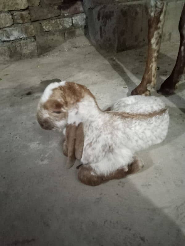 makhi chini goat looking for new shelter 3