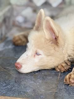 Siberian Husky Puppy