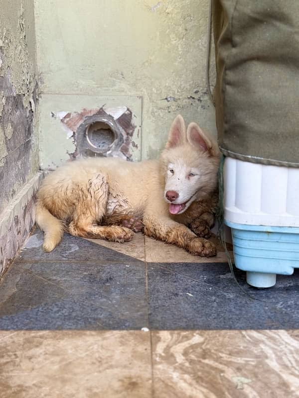 Siberian Husky Puppy 1