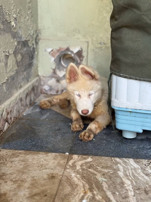 Siberian Husky Puppy 2