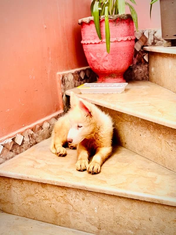 Siberian Husky Puppy 3