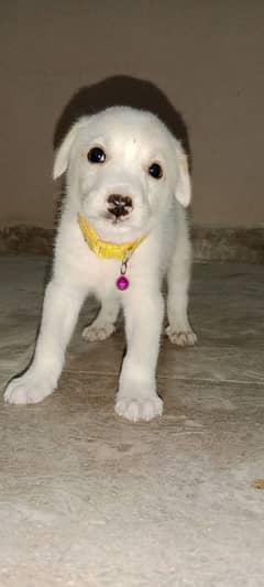 British Labrador  Male Dog Puppy