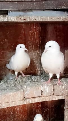 pair of kabootar full white and healthy full active