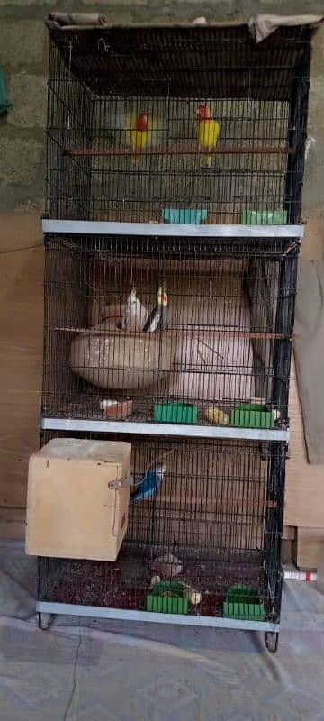 all setup 3 khano ka master cage or birds 5