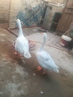 Long Neck White Duck