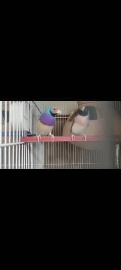 Lady Gouldian finch 0