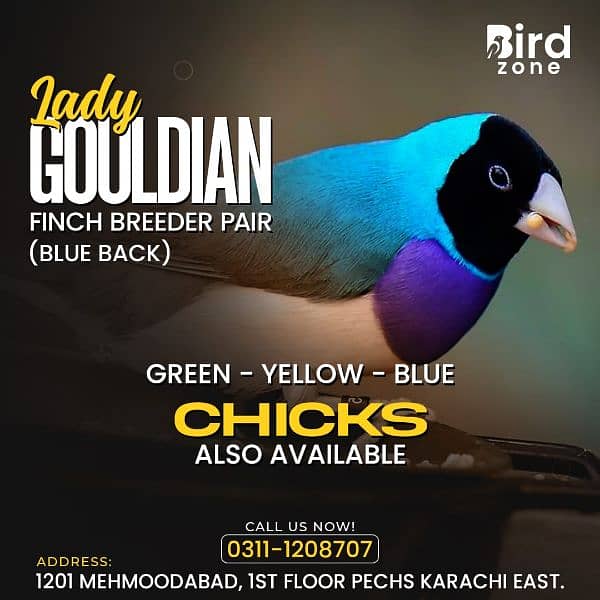 Lady Gouldian finch 1