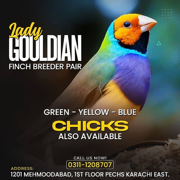 Lady Gouldian finch 2