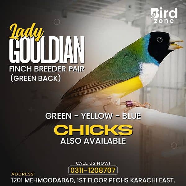 Lady Gouldian finch 4