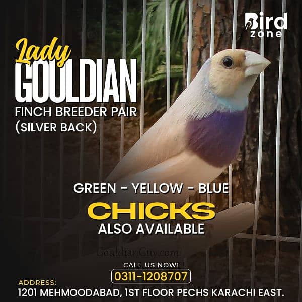 Lady Gouldian finch 6