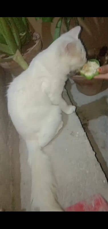 White Gold Persian Cat For Sale 4