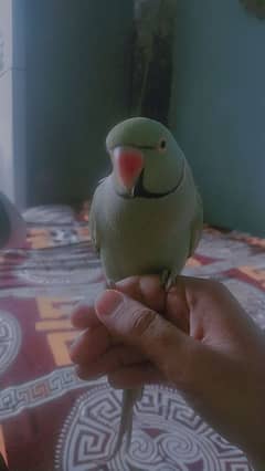 age 1 year Sindhi parrot talking Mithu mithu 0