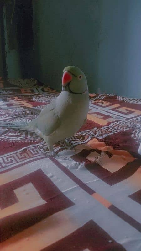 age 1 year Sindhi parrot talking Mithu mithu 2