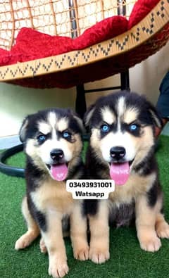 Siberian Husky puppies for sale