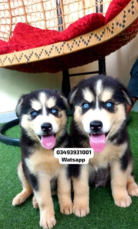 Siberian Husky puppies for sale 0