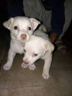 paur dogs 3fimale for sale 03172196631 call 03122740102whatsapp 0