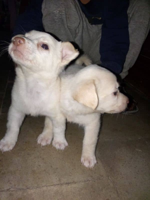 paur dogs 3fimale for sale 03172196631 call 03122740102whatsapp 1