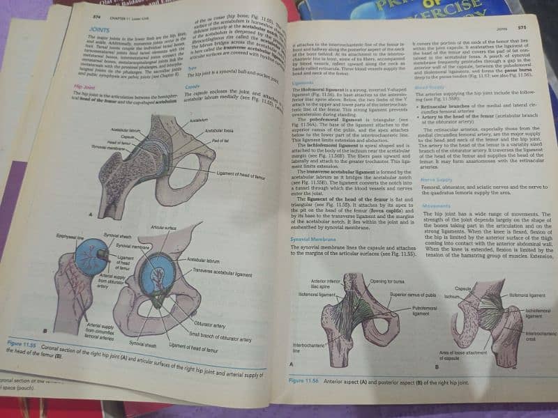 DPT course books for sale including BD chaurasia, Snells Anatomy 2