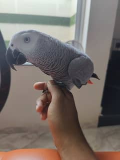 Grey Parrot Talking Hand Tamed