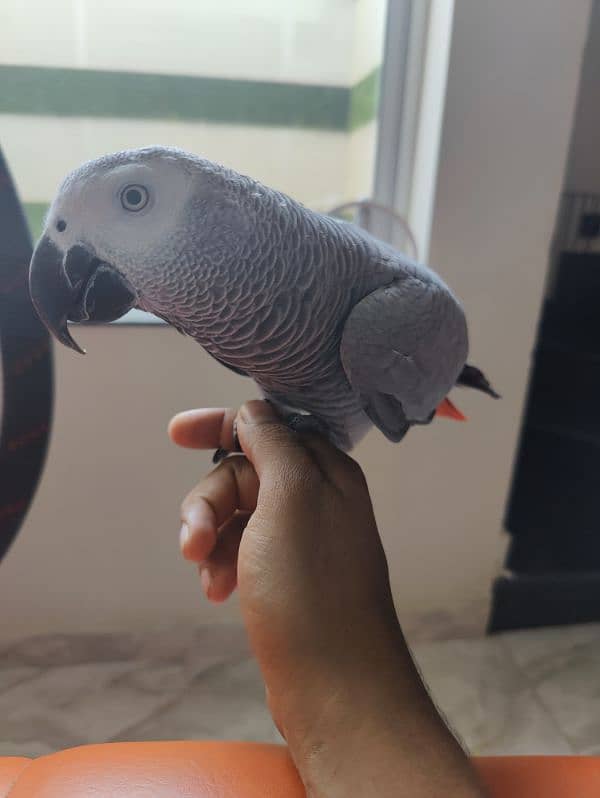 Grey Parrot Talking Hand Tamed 0