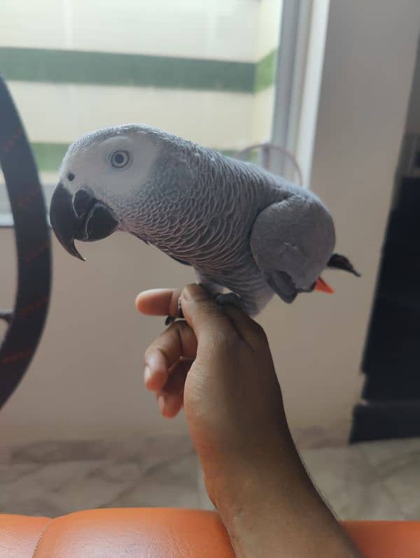 Grey Parrot Talking Hand Tamed 1