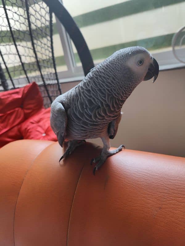 Grey Parrot Talking Hand Tamed 2