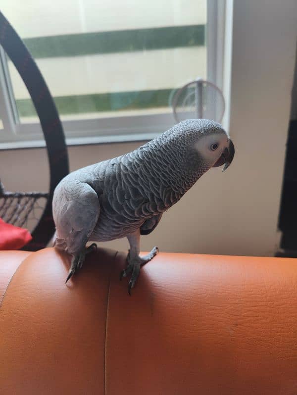 Grey Parrot Talking Hand Tamed 3