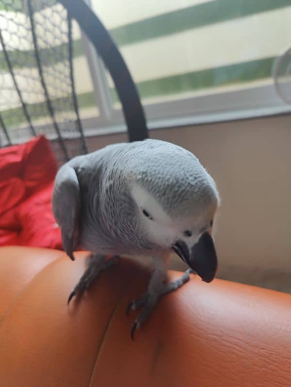 Grey Parrot Talking Hand Tamed 4