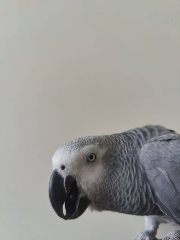 Grey Parrot Talking Hand Tamed 5