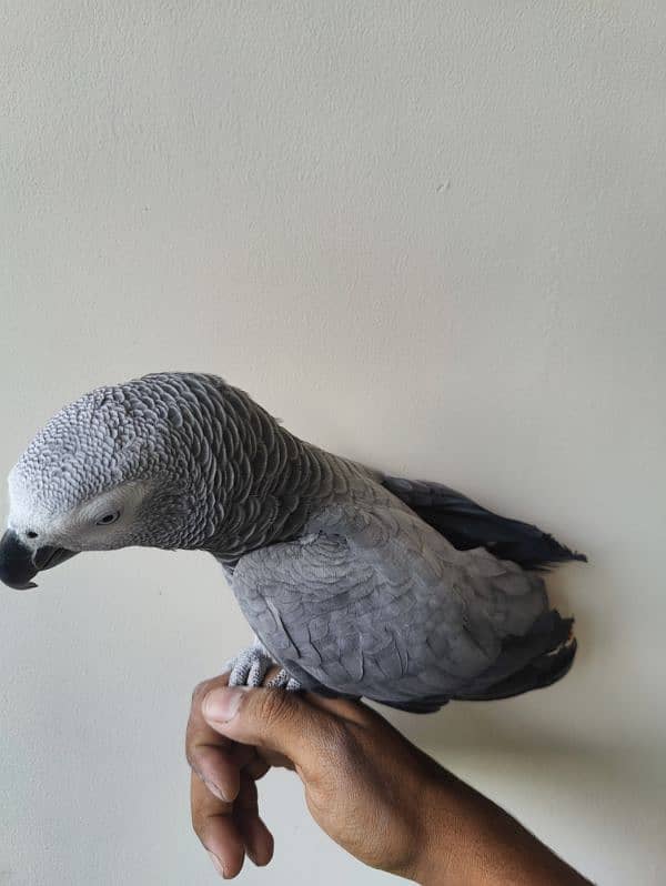 Grey Parrot Talking Hand Tamed 6