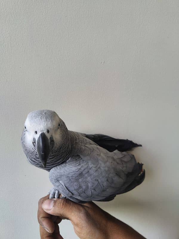 Grey Parrot Talking Hand Tamed 7