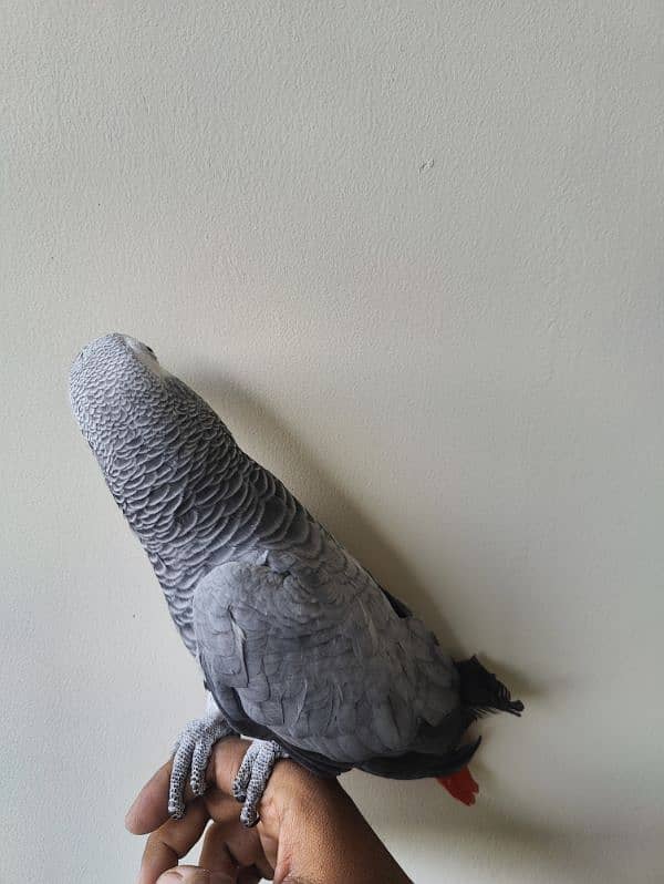 Grey Parrot Talking Hand Tamed 8