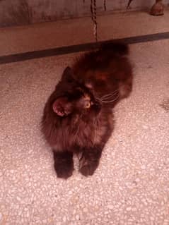 persian cat for sale