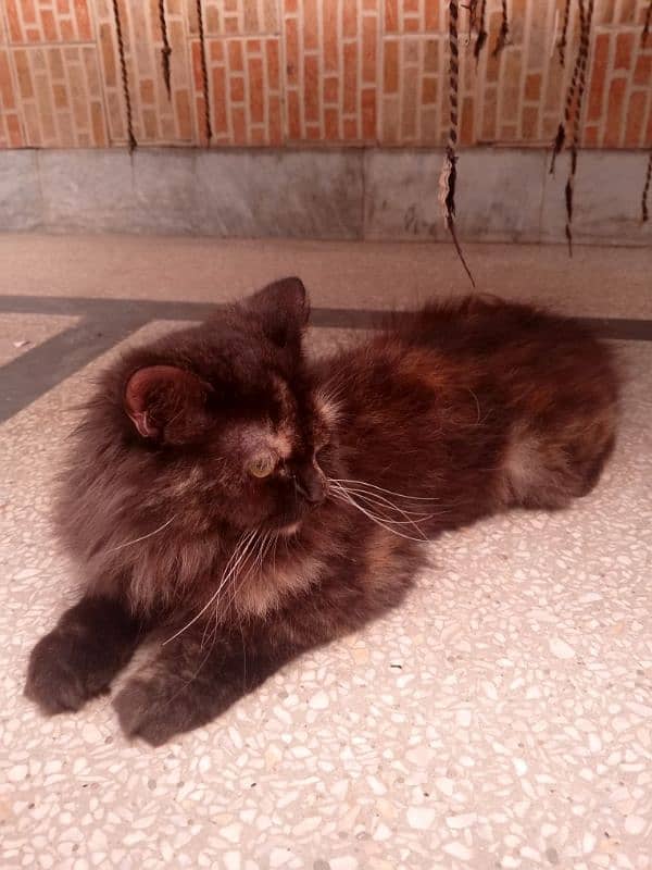 persian cat for sale 1