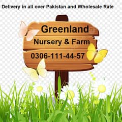 Natural Korean Grass and American Grass or Fine Dhaka Grass