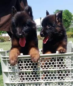 German Shepherd long coat top quality puppies for sale