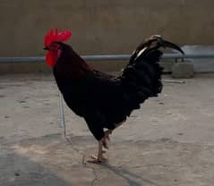 Murgi hen egg laying and plants with pot