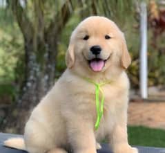 golden retriever puppies 03429703700