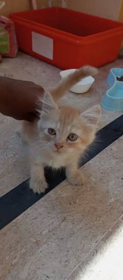 Persian Cat Available