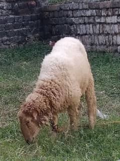 Male sheep Damani nasal