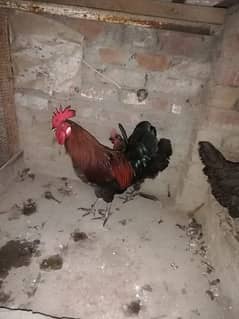 Hens for sale