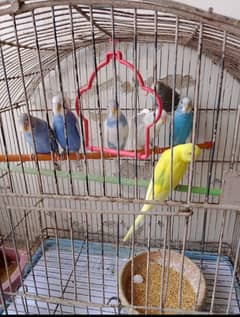 BUDGIES