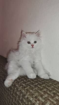 Triple coat Persian cat