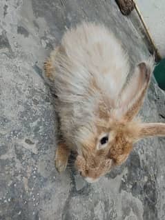 angora rabbit for sale 03274585420