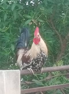 8 month rooster