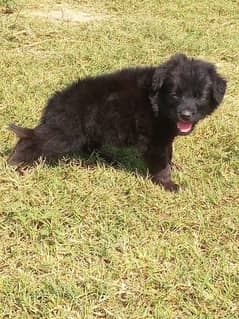 black German Shepherd long cot male 0