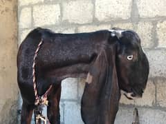 goat nagri beetal bakri for sale