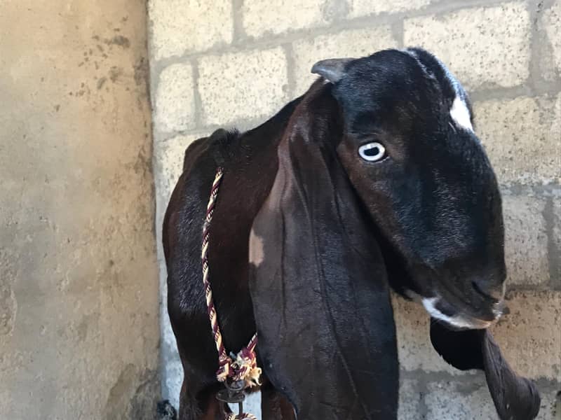 goat nagri beetal bakri for sale 2